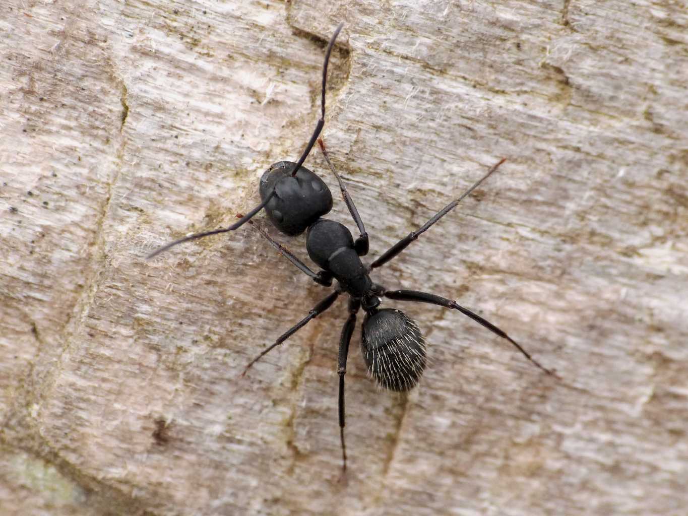 Camponotus vagus